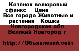 Котёнок велюровый сфинкс. › Цена ­ 15 000 - Все города Животные и растения » Кошки   . Новгородская обл.,Великий Новгород г.